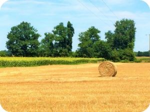 IMG_6666